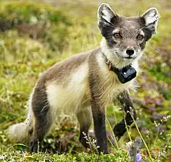 An arctic fox with a cream belly and brown head, back, and legs.