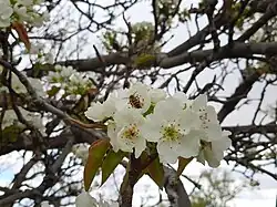 A bee pollinating a pear blossom