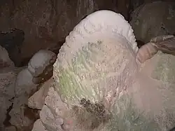 'Crayback' stromatolite – Nettle Cave, Jenolan Caves, NSW, Australia