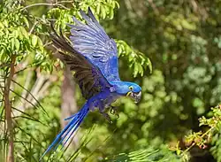 Hyacinth macaw (Anodorhynchus hyacinthinus), a vulnerable species of the Amazon rainforest
