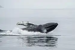 most of the body is out of the water