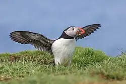 Atlantic puffing spreading its wings