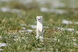 A stoat in winter fur