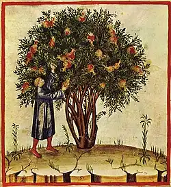 A pomegranate tree in an illustration for the Tacuinum Sanitatis, made in Lombardy, late 14th century