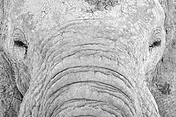 African bush elephant face close-up showcasing cracked dry mud and dust