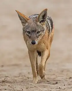 Frontal view of a Black-backed jackal hunting for food at Cape cross, Namibia