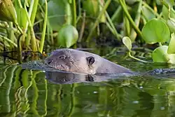 Giant otter swimming in the Pantanal, Brazil