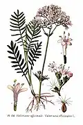 Illustration of V.&nbsp;officinalis from Atlas des plantes de France, 1891