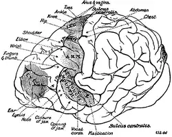 Drawing of chimpanzee brain