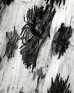 Galleries and larvae of Pseudohylesinus grandis beetles on Abies alba