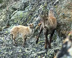 Alpine ibex