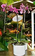 A cultivated Phalaenopsis