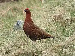 Red grouse in Northumberland