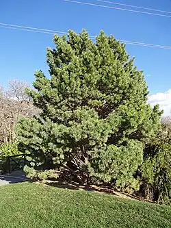 Globosa, an ornamental cultivar of Scots pine