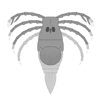 Reconstruction of ''Megarachne'', with parts missing from its fossils based on fossils of its relatives.