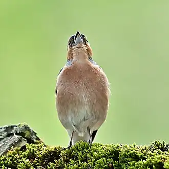Singing chaffinch