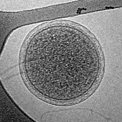 Cryo-EM image of an intact ARMAN cell from an Iron Mountain biofilm. Image width is 576&nbsp;nm.