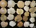 Foraminifera of Indian Ocean, south-eastern coast of Bali, field width 5.5&nbsp;mm