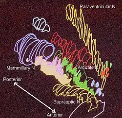 Hypothalamic nuclei on one side of the hypothalamus, shown in a 3-D computer reconstruction[18]