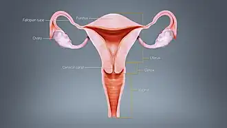 Different regions of the uterus displayed and labelled using a 3D medical animation still shot