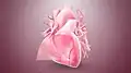 3D still showing the pericardium layer