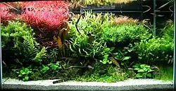 Photo showing a tank filled with water and multiple aquatic plants.
