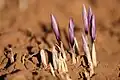 Crocus flowers, early bloom