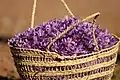 Saffron Flowers