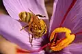 Saffron Honey