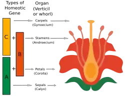 Diagram of the ABC model of development