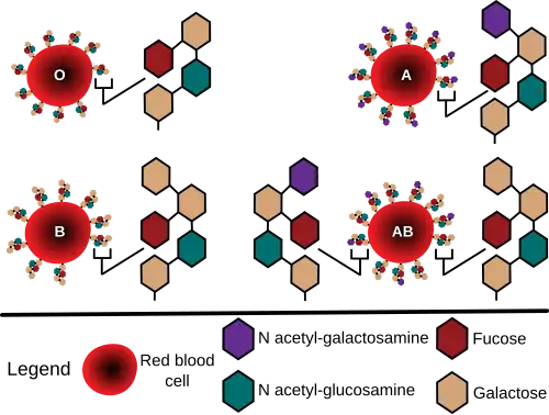 Diagram showing the carbohydrate chains that determine the ABO blood group