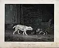 A cat, Felis catus, puffing up its fur and arching its back to appear larger in hopes of scaring away a dog.