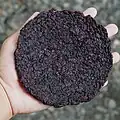 A disc of dried gamet from the Northern Luzon, Philippines