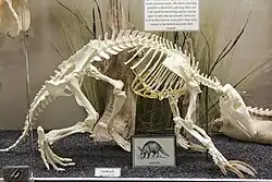 Skeleton