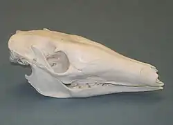 Skull