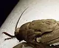 Unipectinate antennae – Abantiades barcas (Hepialidae)