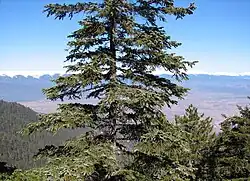 a forest in Pirin