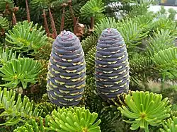 Cones of a fir tree
