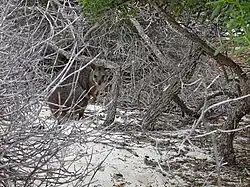 Tammar in dense bush
