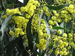 Closeu shot pendulous green phyllodes (leaves) and yellow globular flower heads