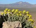 Goldenhead (Acamptopappus shockleyi) an indicator species of the Mojave