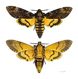 Acherontia atropos