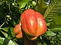 Ackee
