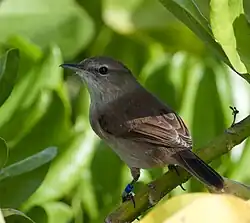 Nihoa millerbird