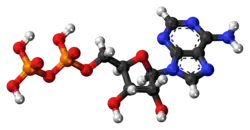Ball-and-stick model of ADP (shown here as a 3- ion)