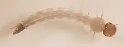 Larva