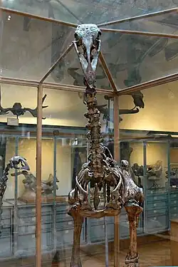 Skeleton of an Elephant Bird (Aepyornis)