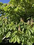 Collection of white flowers