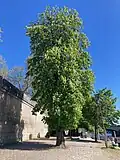 Full grown tree along the banks of the Seine