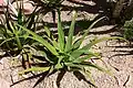 Agave bracteosa (spider agave)